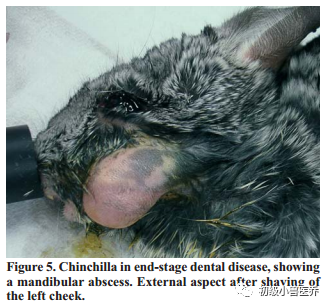 牙科骨凿怎么用龙猫的牙科病理学_https://www.jmylbn.com_新闻资讯_第5张