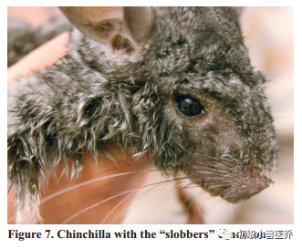 牙科骨凿怎么用龙猫的牙科病理学_https://www.jmylbn.com_新闻资讯_第7张