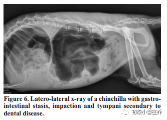 牙科骨凿怎么用龙猫的牙科病理学_https://www.jmylbn.com_新闻资讯_第6张