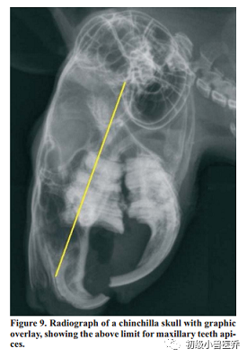 牙科骨凿怎么用龙猫的牙科病理学_https://www.jmylbn.com_新闻资讯_第9张