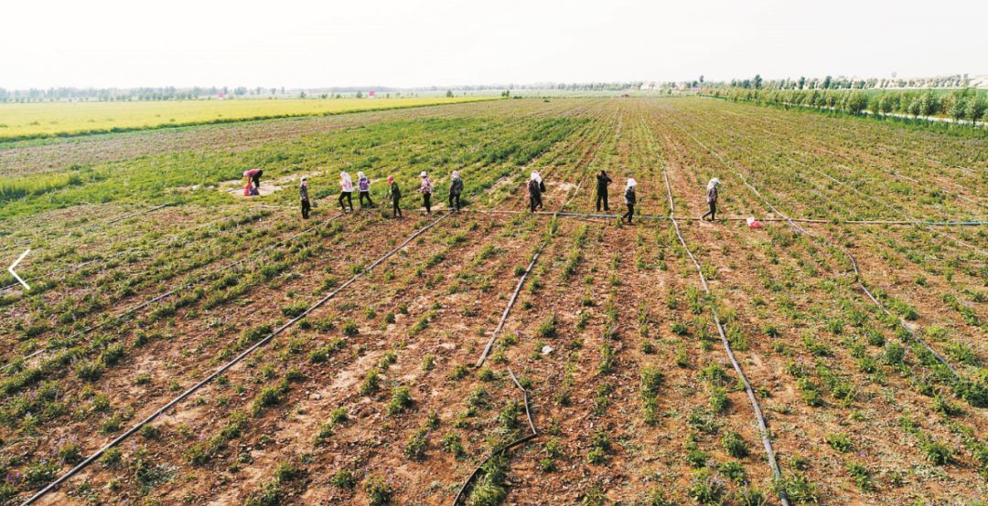 胶囊等2个蒙药新药获得临床批件,奶制手参粉获得蒙药饮片生产许可证