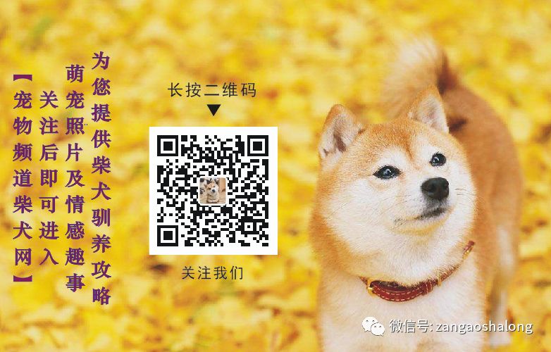 宠物频道豆柴网 柴犬的饲养方法 柴犬幼崽体重平均对照表 宠物频道豆柴网 微信公众号文章阅读 Wemp