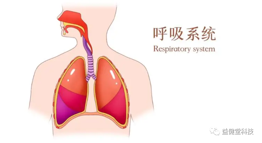为什么人需要氧气【YJT·科普】人体是靠血液输送营养和氧气_https://www.jmylbn.com_新闻资讯_第4张