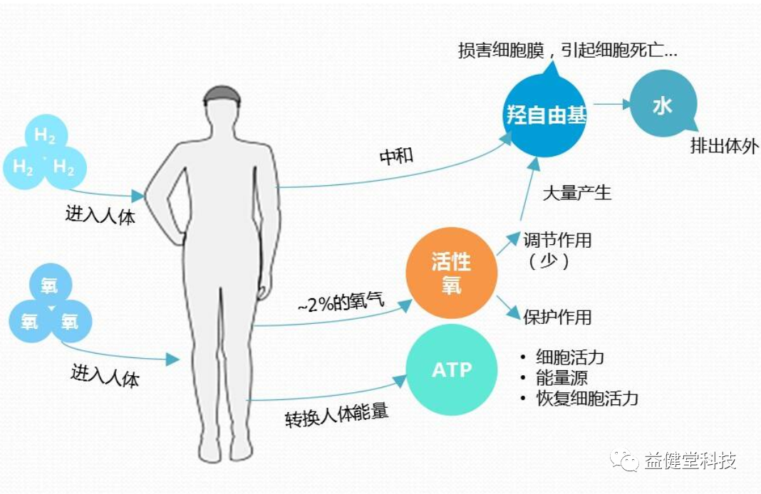 为什么人需要氧气【YJT·科普】人体是靠血液输送营养和氧气_https://www.jmylbn.com_新闻资讯_第6张