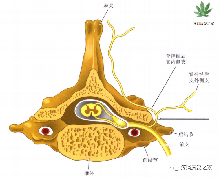 射频什么科【图文版】射频治疗技术疼痛科专家共识_https://www.jmylbn.com_新闻资讯_第11张