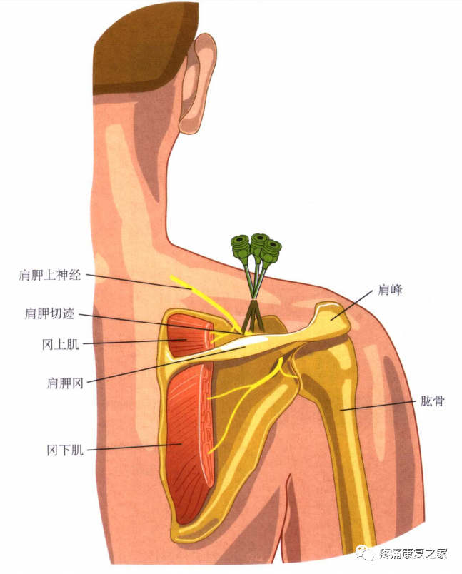 射频什么科【图文版】射频治疗技术疼痛科专家共识_https://www.jmylbn.com_新闻资讯_第16张