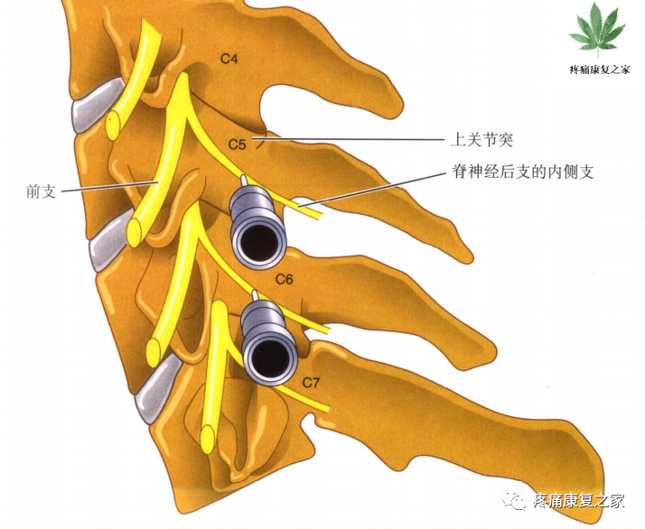 射频什么科【图文版】射频治疗技术疼痛科专家共识_https://www.jmylbn.com_新闻资讯_第10张