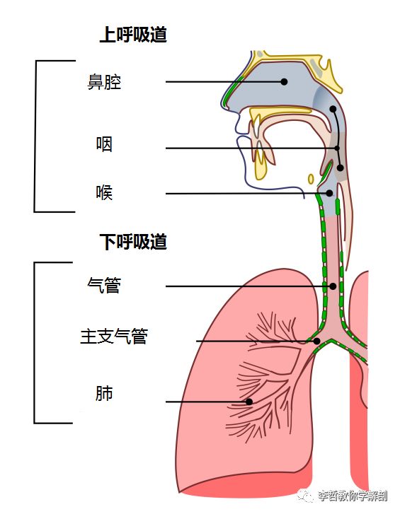 关于普拉提运动中的呼吸模式-闲游笔记