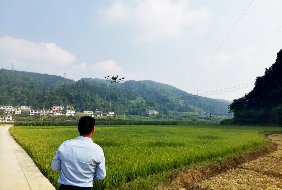 開陽縣雙流鎮植保無人機上陣助力水稻病蟲害防治