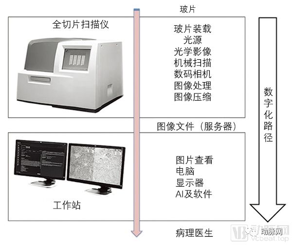 今年14起融資，數字病理正在進入快車道，AI將重構產業