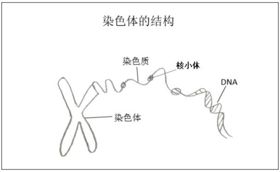 教案写什么_教案怎么写？_教案写法