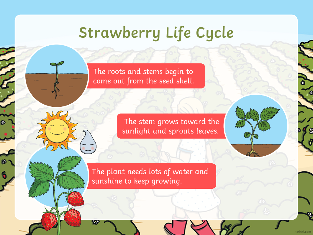 免费资源：Twinkl儿童科普大合集！PPT课件+精美练习纸，自然实践满分