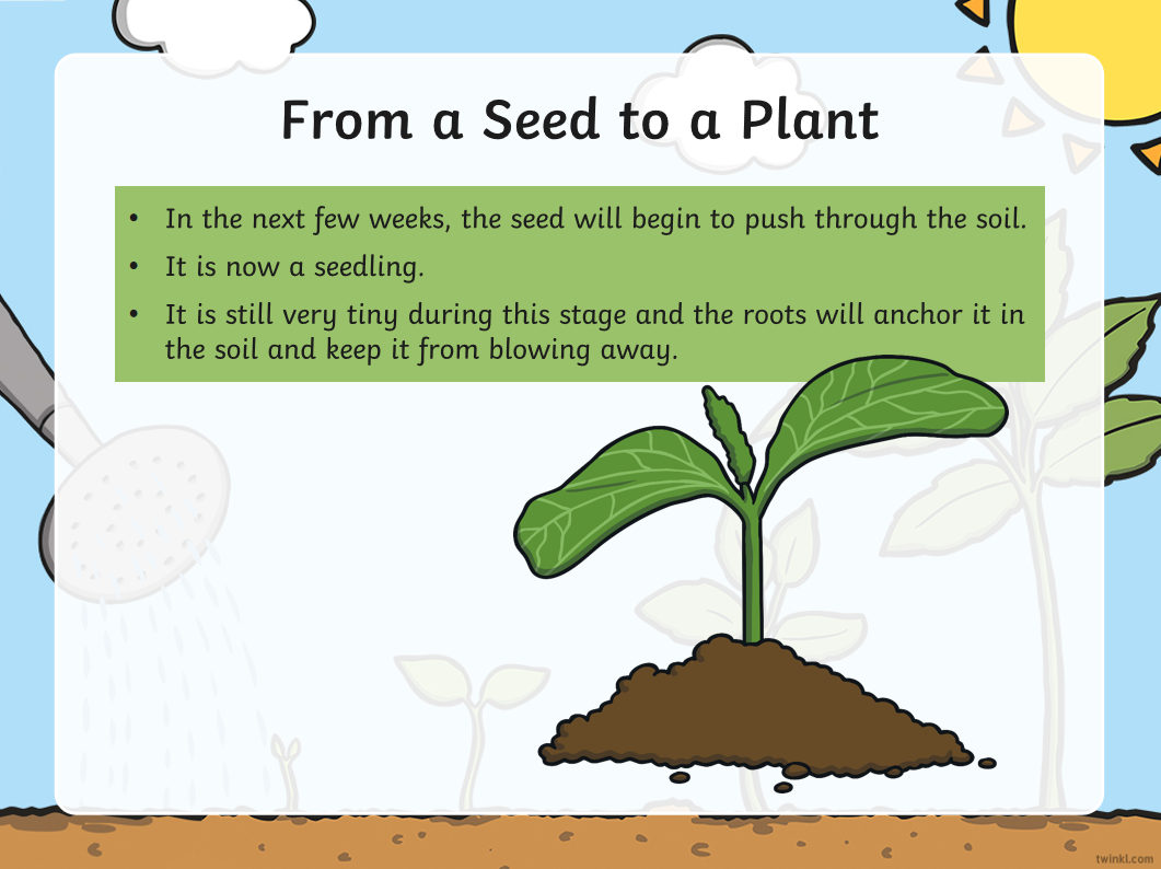免费资源：Twinkl儿童科普大合集！PPT课件+精美练习纸，自然实践满分