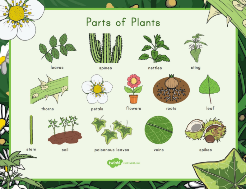 免费资源：Twinkl儿童科普大合集！PPT课件+精美练习纸，自然实践满分