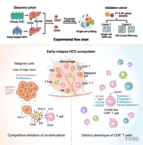樊嘉院士团队揭示早期复发肝癌特征性免疫图谱和免疫逃逸机制(图2)