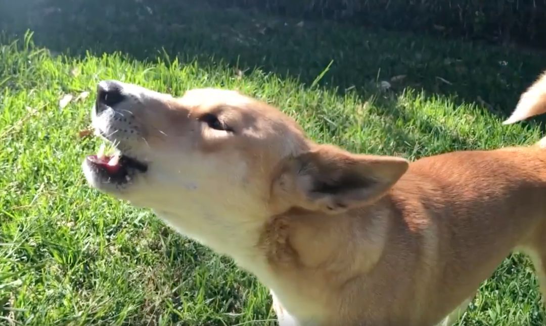 狗年吉祥物Dingo大科普：你知道这种澳洲野犬是什么狗吗？ - 4