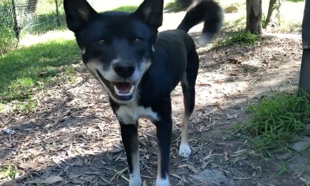 狗年吉祥物Dingo大科普：你知道这种澳洲野犬是什么狗吗？ - 11