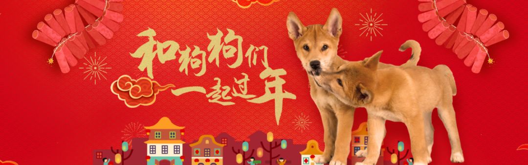 狗年吉祥物Dingo大科普：你知道这种澳洲野犬是什么狗吗？ - 19