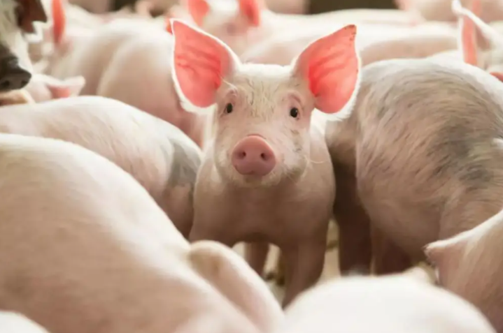 【七团招商】20万头生猪养殖项目推介_规划计划_第一师阿拉尔市人民政