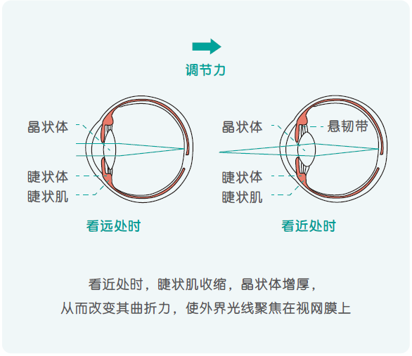 儿童保健电脑怎么用《儿童青少年防控近视系列手册》——小学生篇_https://www.jmylbn.com_新闻资讯_第17张
