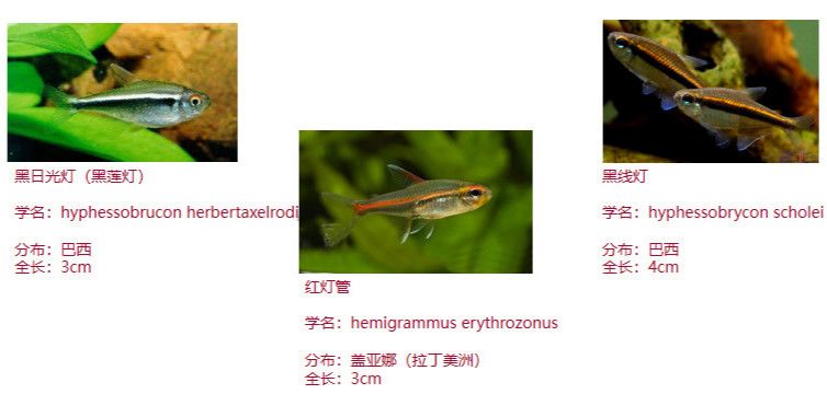 自制灯科鱼饲料_鱼饲料灯可以杀虫吗_灯鱼可以当饲料鱼吗