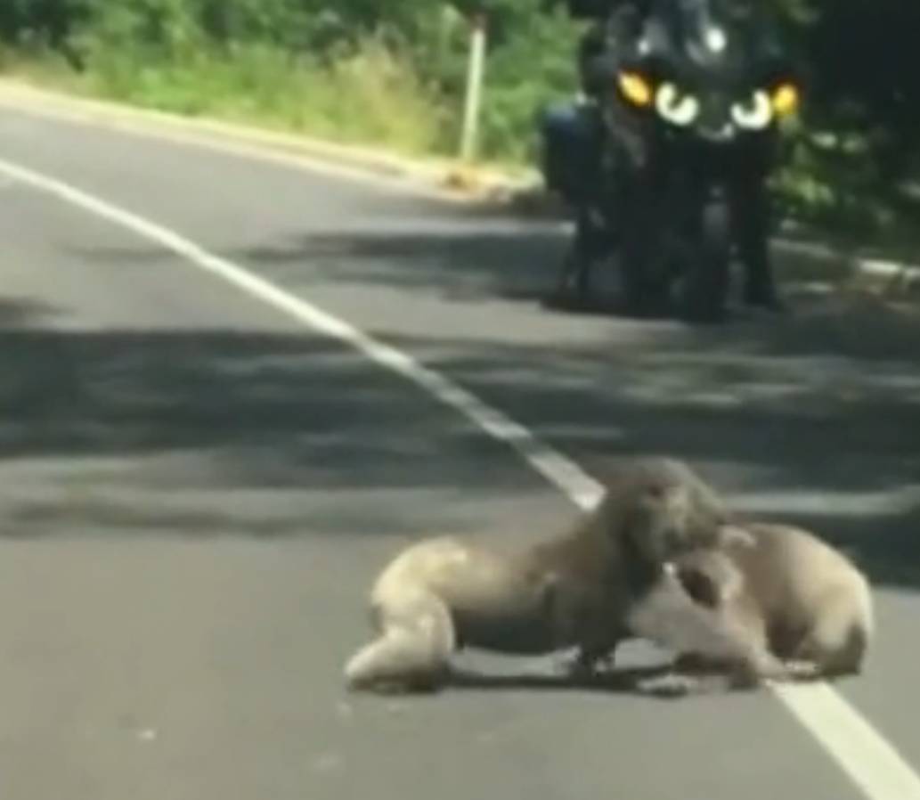 澳信ausin 自由微信 Freewechat