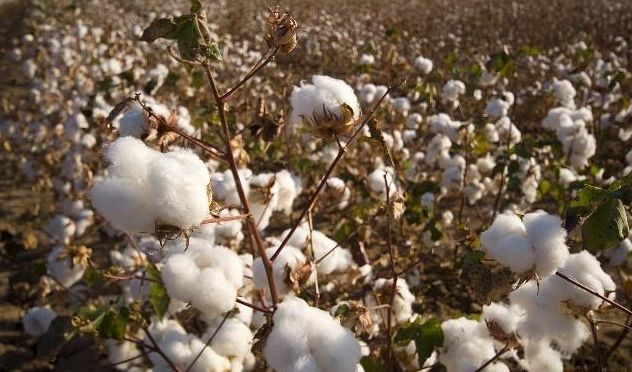 国际棉花减产严重？今年棉价走势如何？
