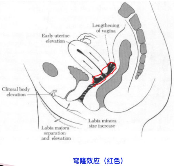 1分钟科普 女性兴奋期的性反应 Nancy罗南希 微信公众号文章阅读 Wemp