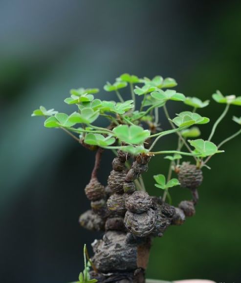 红花酢浆草:美丽的小草也可以陶情(原创首发)