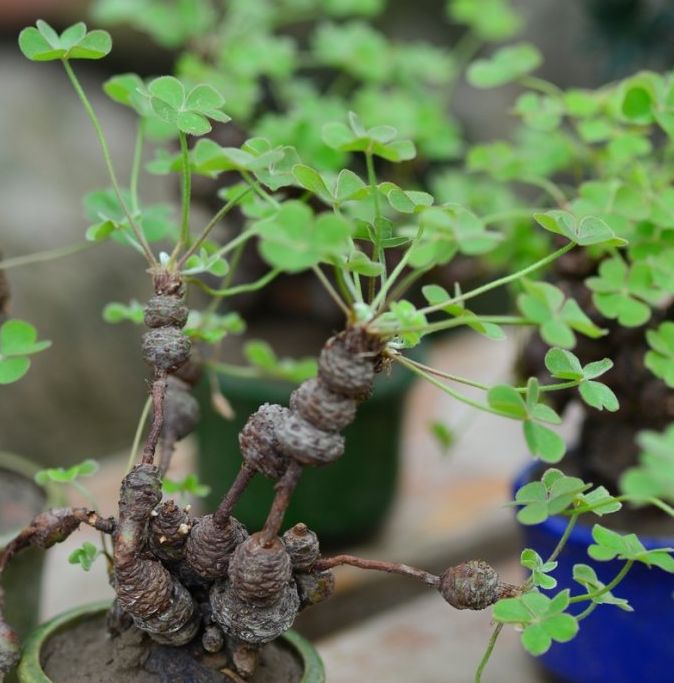 红花酢浆草:美丽的小草也可以陶情(原创首发)