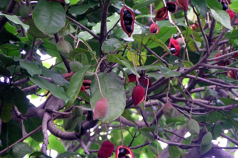 可食可赏的苹婆属植物(原创首发)