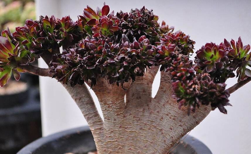 多肉植物的冠 锦 缀化 群生 老桩 多头等分别指什么 榆木斋 微信公众号文章阅读 Wemp