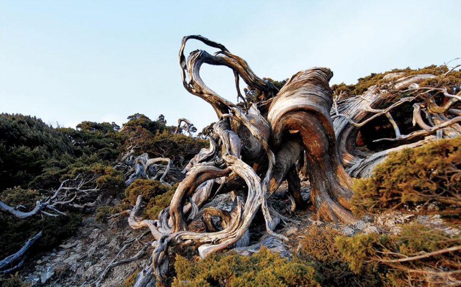 "舍利干"盆景起源于中国还是日本?(原创首发)