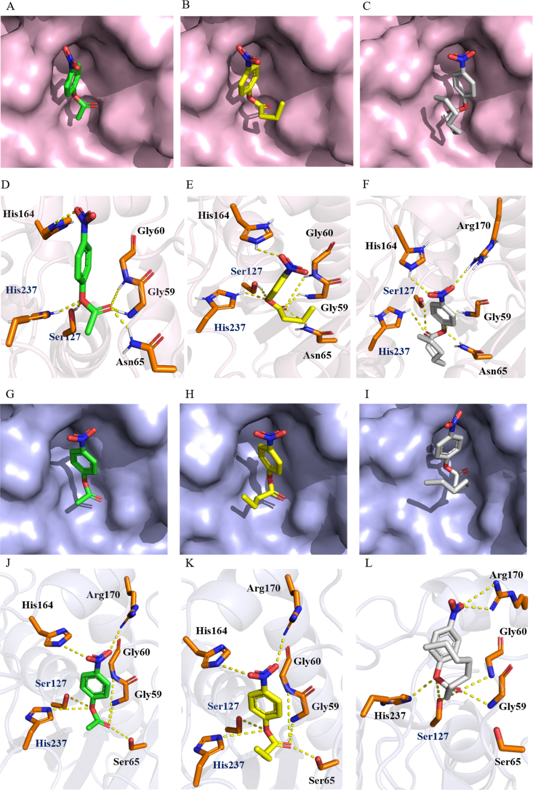 理性设计多型拟杆菌来源的新型乙酰酯酶（BTAxe1）以提高其底物特异性并增强活性