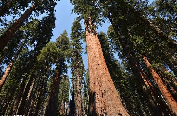 红木养生，不老一生