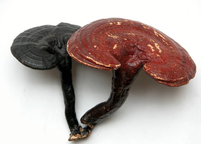 80种常用中草药植物大合集图文并茂值得收藏