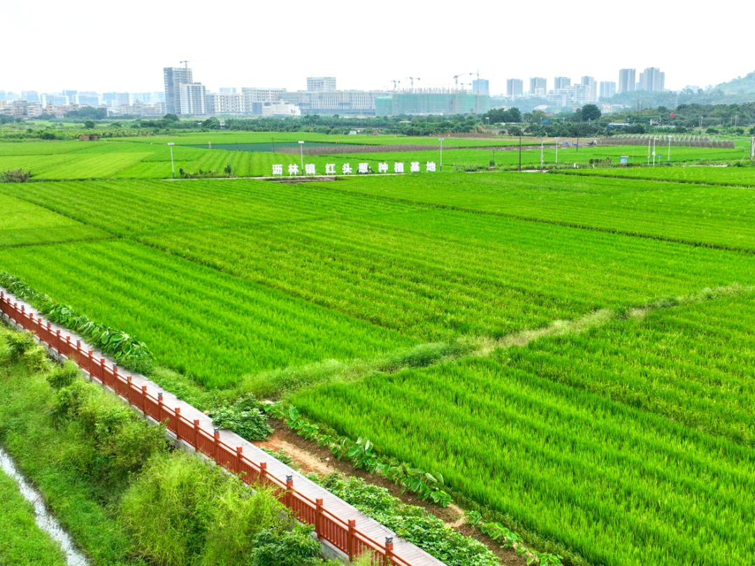 红头葱种植基地。