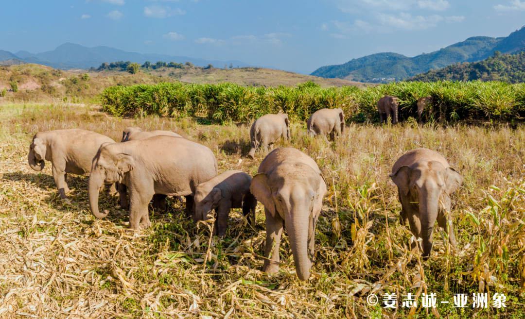 世界動物日 ｜ 善仔帶你扒一扒動物們的“怪親戚”