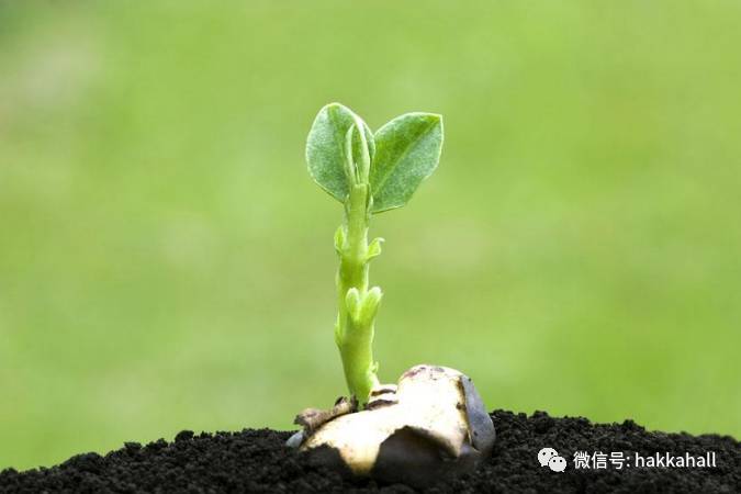 返[fan]青[ciang] ,爆[bao]青