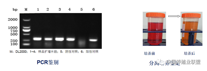 毕英佐：滑液囊支原体病(MS)的防控