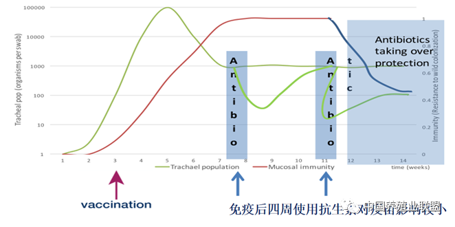 毕英佐：滑液囊支原体病(MS)的防控