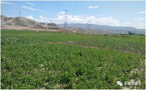 今年我省继续承担20万亩耕地休耕试点任务