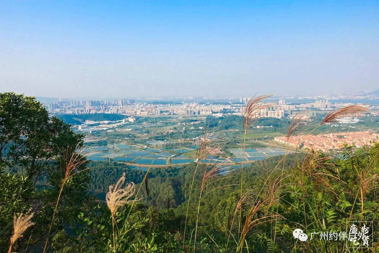 高明茶山,就为这只鸡而来!