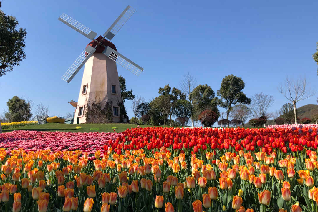 落叶红什么意思_落叶红是什么_红叶李是常绿还是落叶