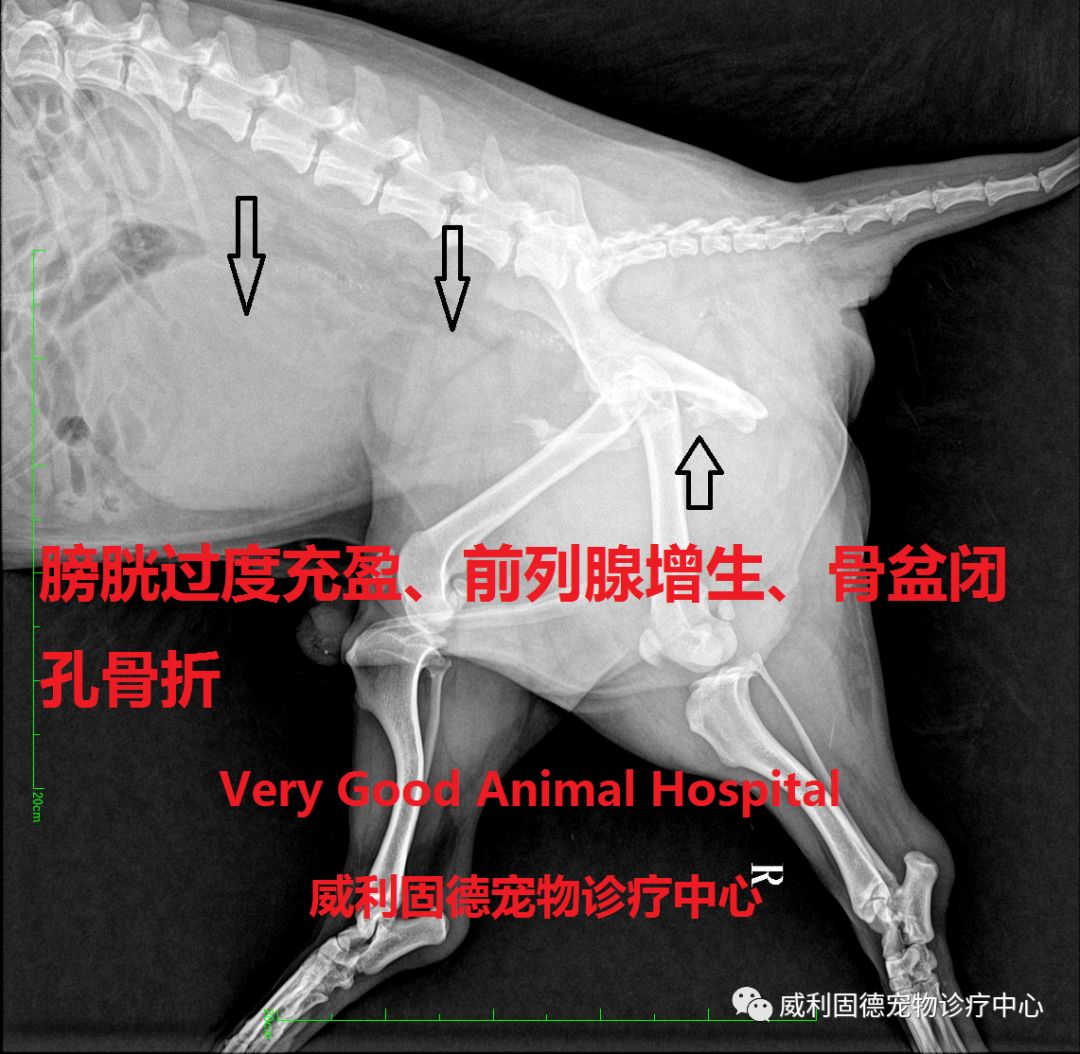 腹底壁尿道造口术治愈公犬骨盆粉碎性骨折致后尿道断裂 威利固德宠物诊疗中心 微信公众号文章阅读 Wemp