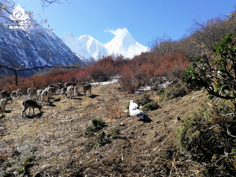 稻城亚丁的国家二级保护动物：藏马鸡和岩羊