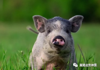 灿烂生肖夺目是什么动物_灿烂夺目是什么生肖_灿烂生肖夺目是什么生肖