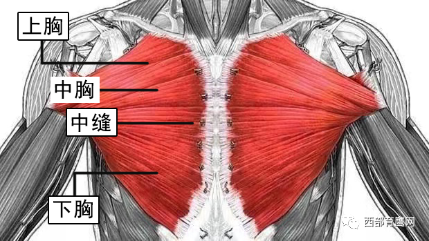 练器械怎么呼吸请看兵哥哥的专项训练——全方位胸部雕刻练习_https://www.jmylbn.com_新闻资讯_第2张
