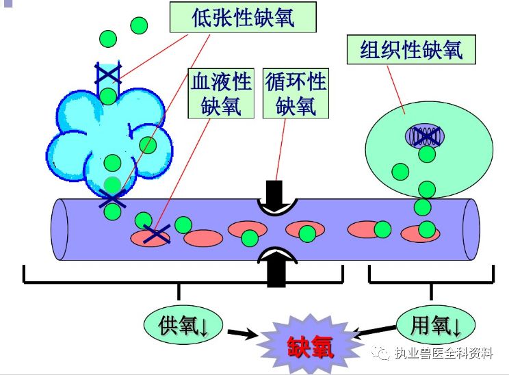 动物怎么测血氧第五篇 动物病理学（七）-- --缺氧_https://www.jmylbn.com_新闻资讯_第2张