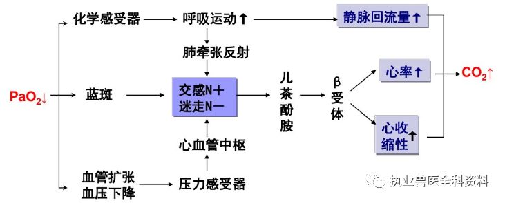 动物怎么测血氧第五篇 动物病理学（七）-- --缺氧_https://www.jmylbn.com_新闻资讯_第10张